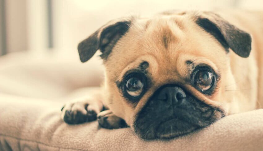 adorable pug dog lying down facing camera