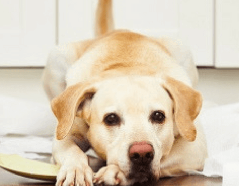 dog lying iin mess of dishes broken on kitchen floor