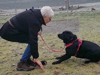 The Essential Role Of Training Tools In Dog Training