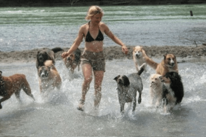 Author Lynne Fedorick running through water with 8 dogs