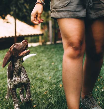 Dog training programs german shorthaired pointer puppy walking beside woman