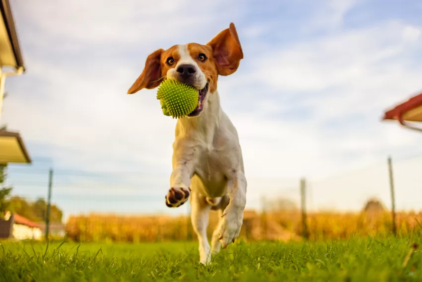 positive dog training methods