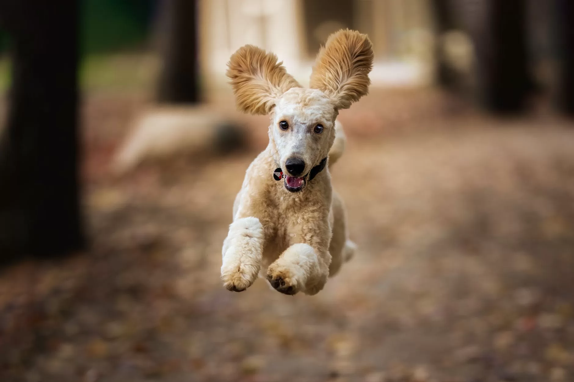 Train your dog to come running when you call cover image with poodle running to camera