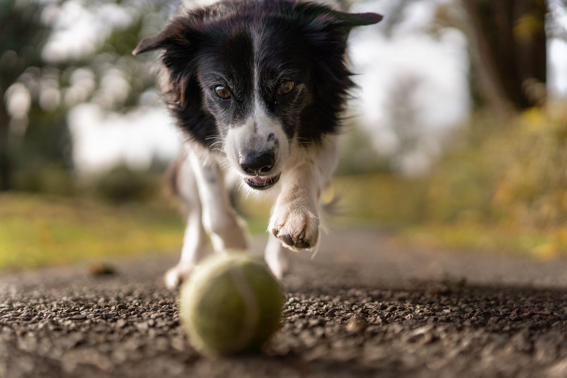 How to train your dog to retrieve border collie coming toward camera with ball in foreground