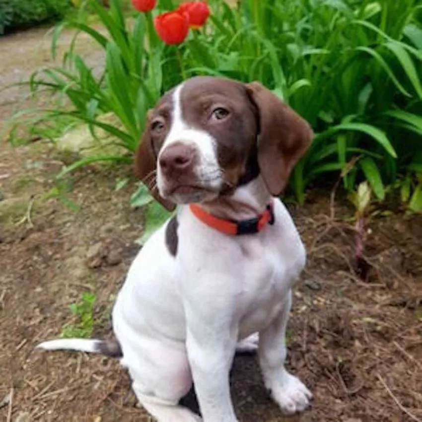 Cute pointer puppy with tulips in background