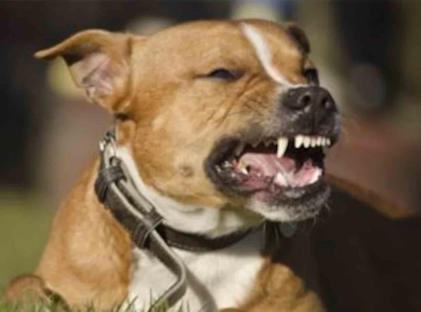 pit bull snarling