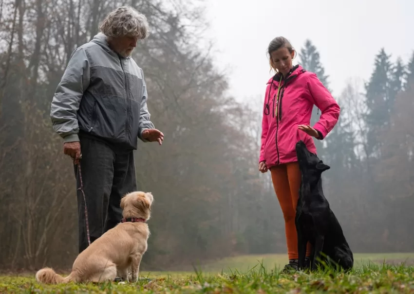Female dog trainer demonstrating dog training with a german shepherd dog to client with small spaniel in outdoor environment with trees in background