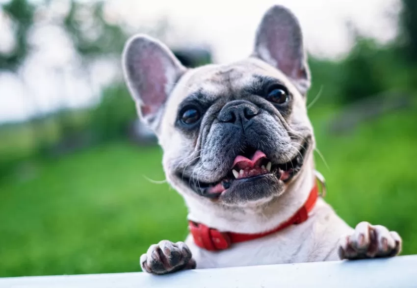 Dog Training Services happy French bulldog