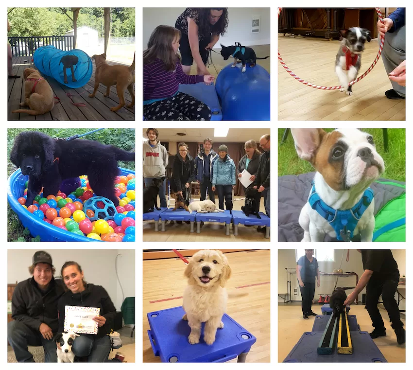 a collage of puppies that have done puppy training clsses