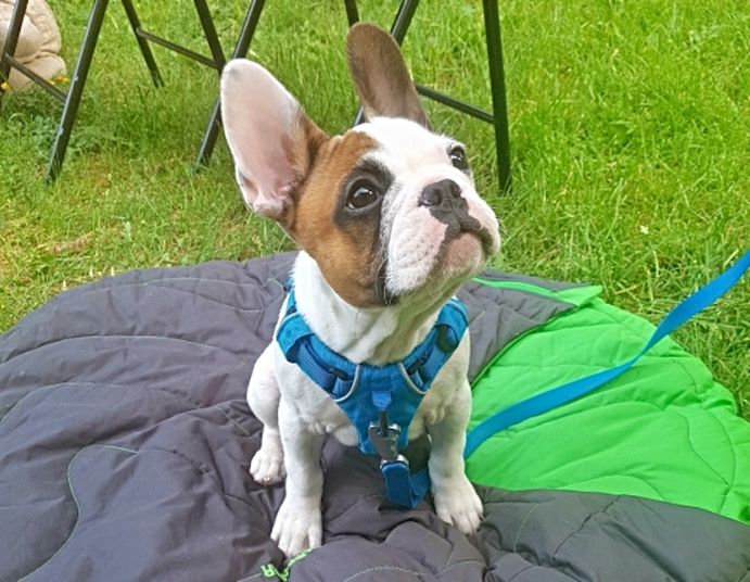 Puppy training tips french bulldog looking at camera