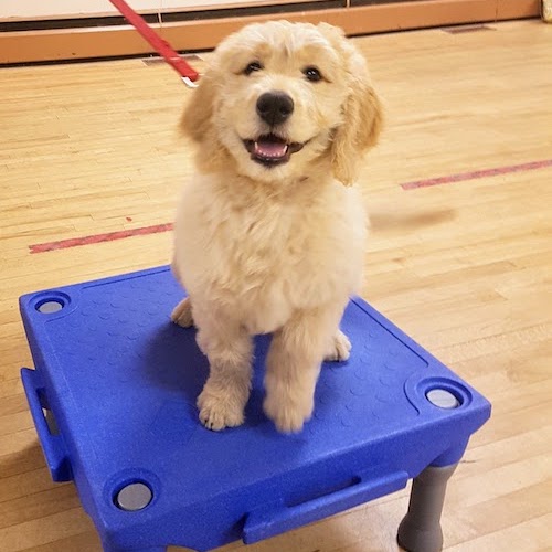 Super puppy training programs puppy on pedestal looking up at camera
