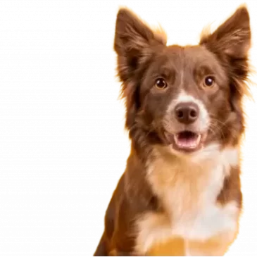 Border Collie isolated no background