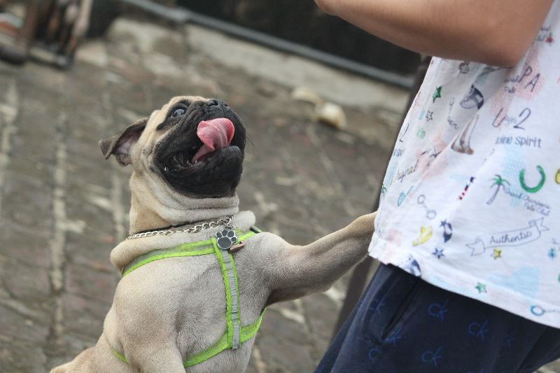 pug dog jumps up on person