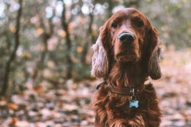 Private dog training Irish setter
