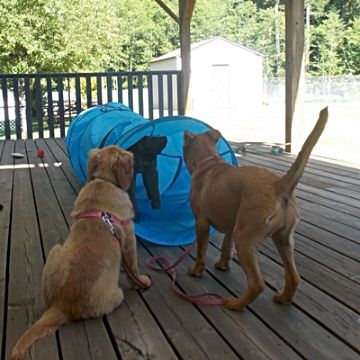 Puppy Class photo with puppies and tunnel