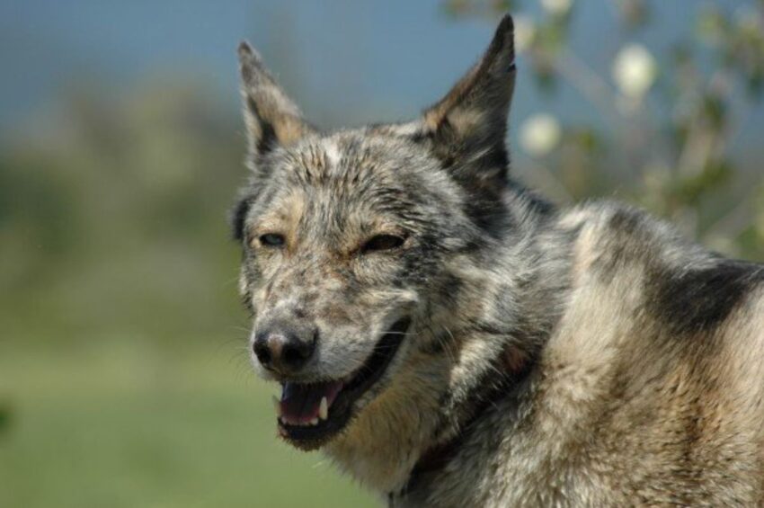 FAQ-Happy husky dog in front of natural landscape