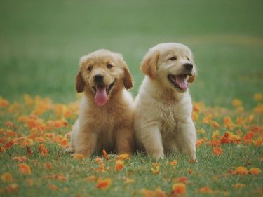 How to potty train a puppy fast- 2 golden retriever puppies sitting on grass