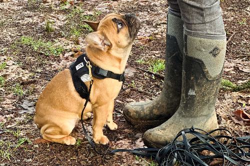 Private Puppy lessons image with cute French Bulldog Puppy sitting in front of owner outdoors