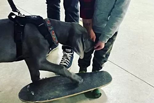 Group puppy class image Great dane puppy rides skateboard in puppy classes